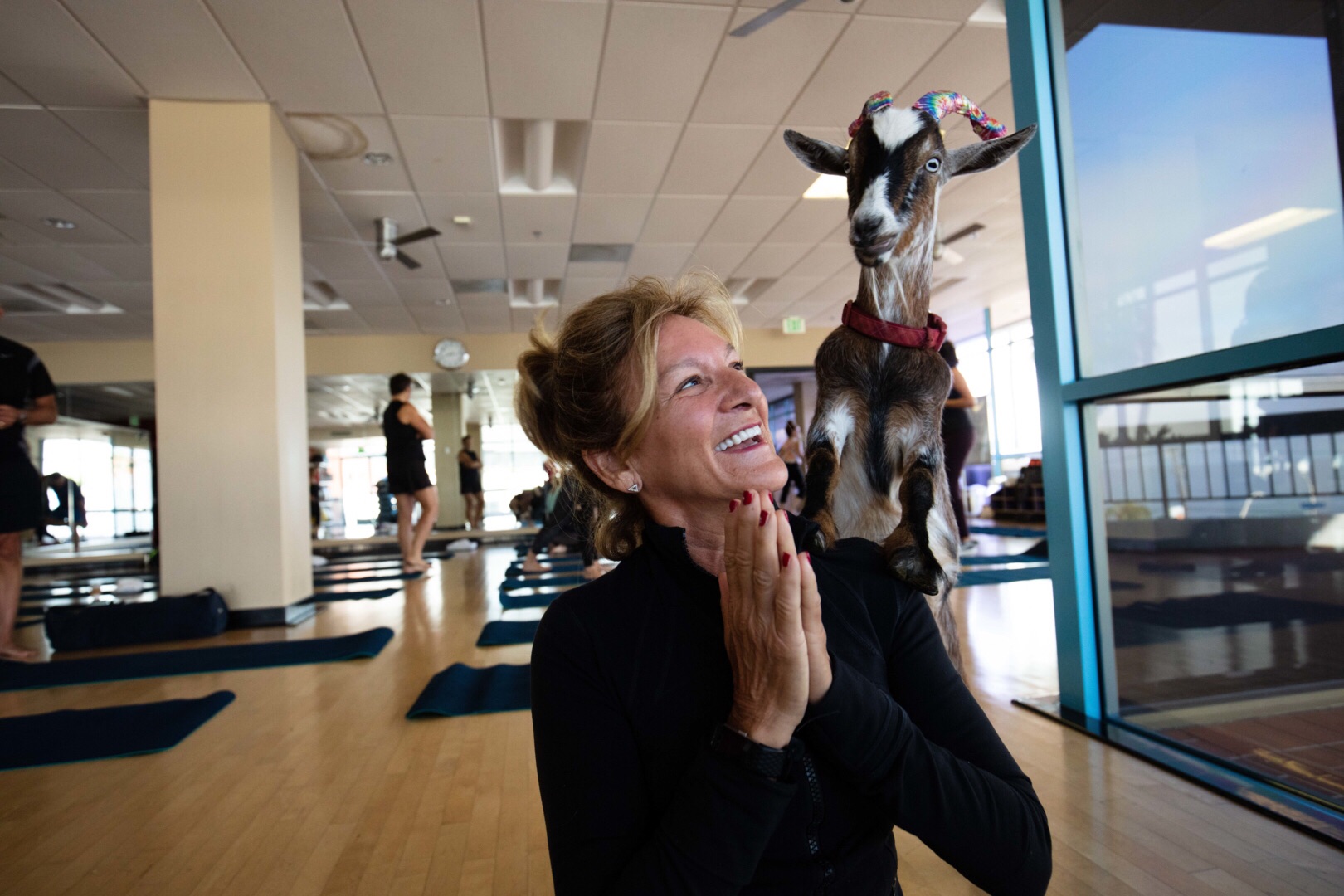 goat yoga